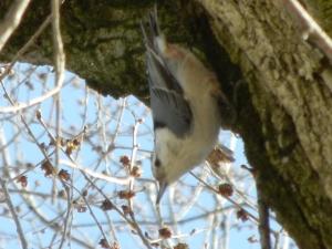 white-breasted-nuthatch-upside-down
